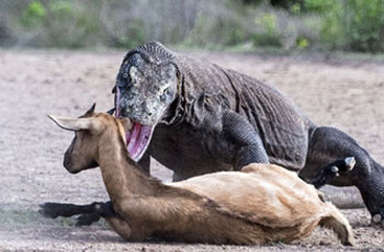 beyond-komodo1 Komodo Lizard