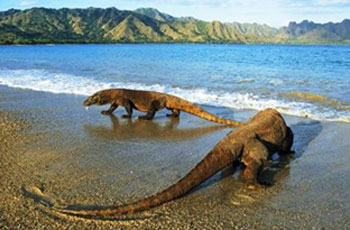 beyond-komodo5 Komodo Dragon